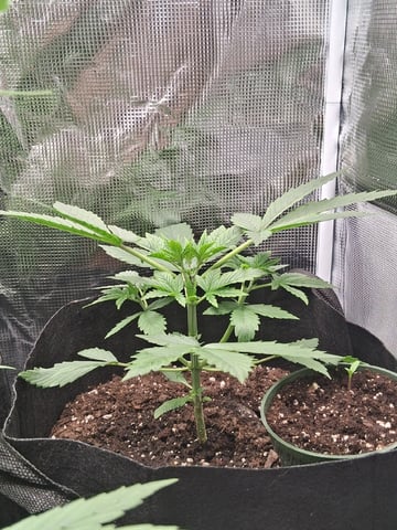 First Indoor Grow  — vegetative, day 27