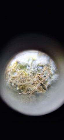 LSD feminized — done, day 120