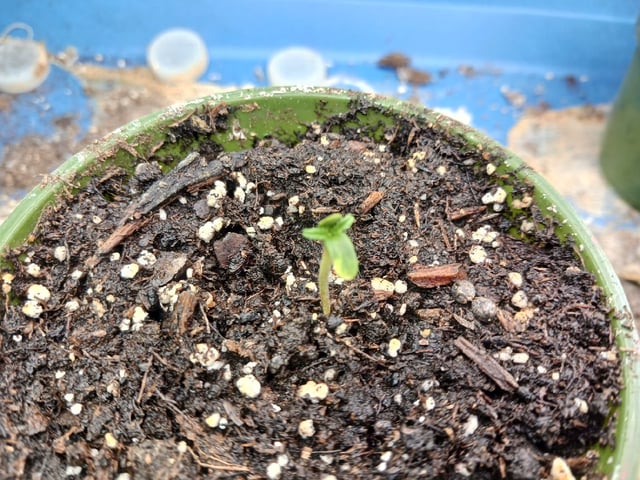 2nd Grow 2026  — seedling_rooting, day 10