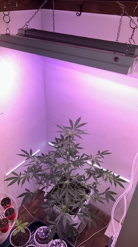 Gigawatt  — vegetative, day 83