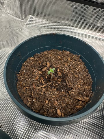 Grow Number 2 — seedling_rooting, day 2