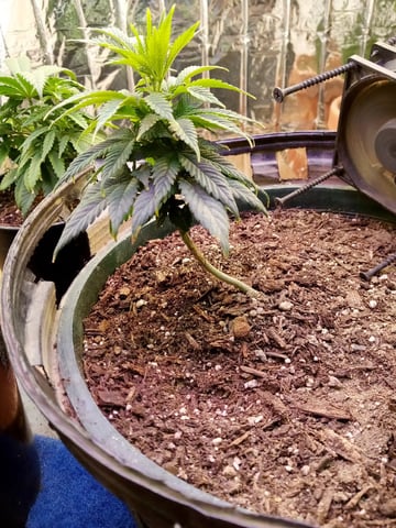 Jack hearer/Jack the ripper? — vegetative, day 64