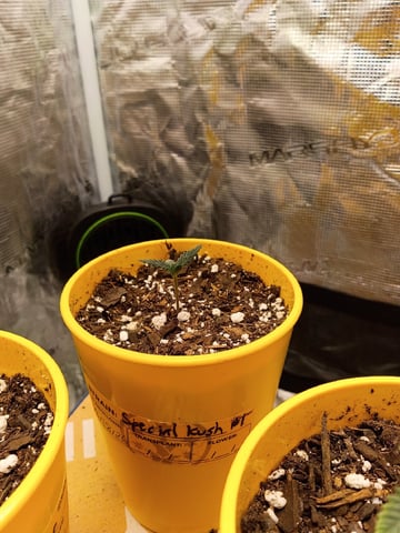 First Grow — grow_setup, day 2