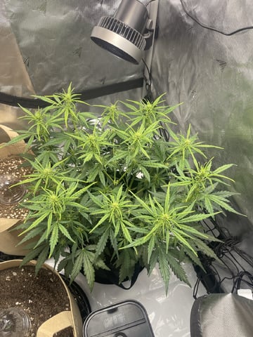 3x3 Grow — flower, day 11