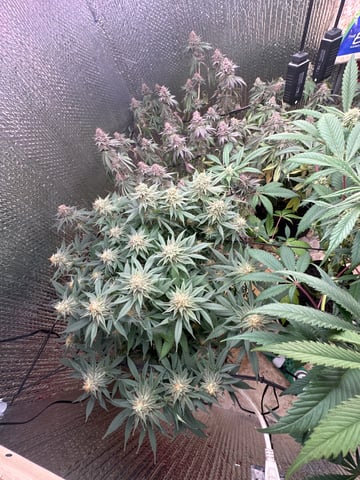 Gelly Mama and Sugar Tree — flower, day 122