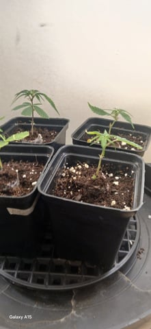  CUTTINGS  — vegetative, day 9