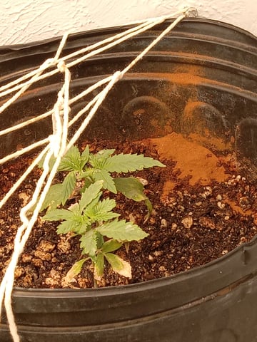 closet grow for veg with a.c infinity air intake fan .With no carbon filter just suction,and spider farmer sf 7000.Then a spider farmer sf tent 4×4×6.5with a G1500 l.e.d from spiderfarmer and spider farmer 6inch clip oscalating fan. — flower, day 33