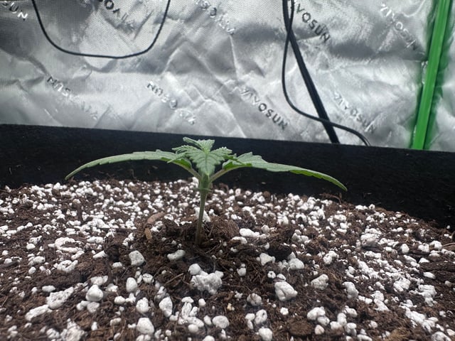 Pine (Auto) 2025 - 0 — seedling_rooting, day 16