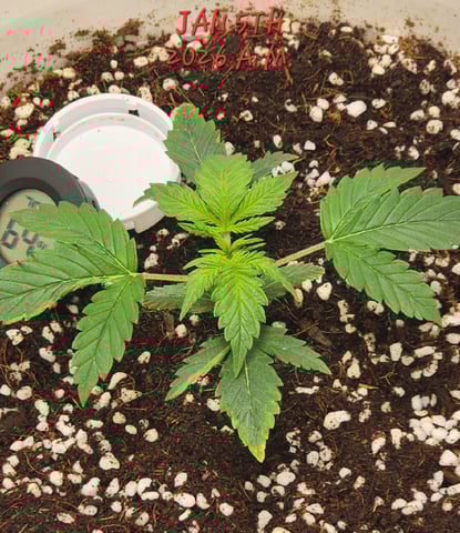 Dos Si Dos. Indica — vegetative, day 11