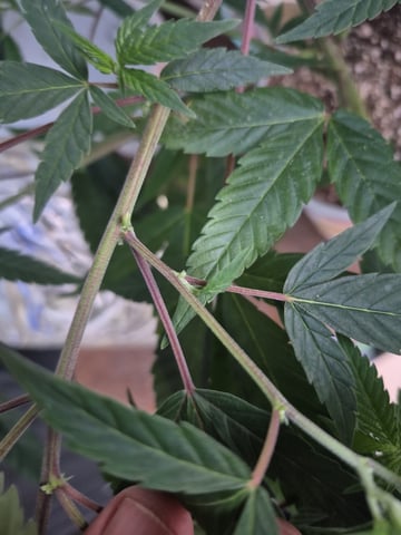 Clone of the clone of the Skunk burger 😁 — vegetative, day 49