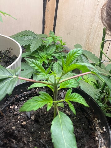 white 🕷️  — vegetative, day 23