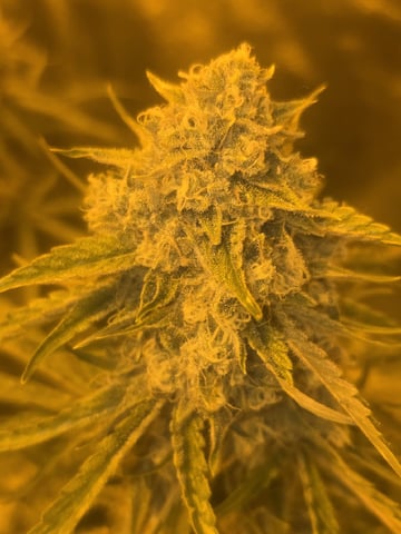 3rd Auto Grow — flower, day 91