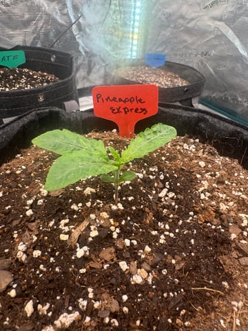  pineapple express — seedling_rooting, day 1