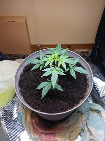 black gorilla feminized  — flower, day 26