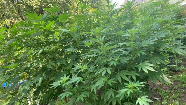 Outdoor  — flower, day 1