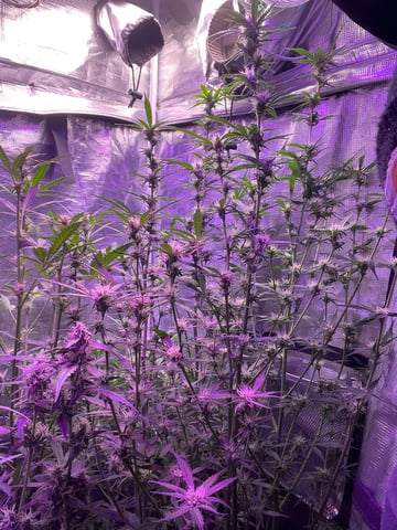 critical Mass  — flower, day 75