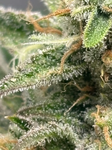 frosted zinn x cookie dog auto — flower, day 8