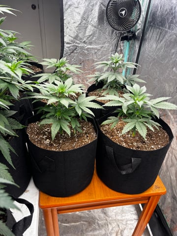 PKB remix/PotG — vegetative, day 49