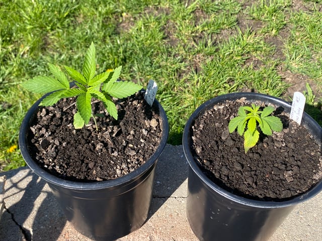 queen of soul X cap junky  — seedling_rooting, day 24