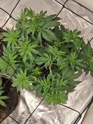 Seedman mix auto & seedman mix auto & GodFather OG — vegetative, day 39