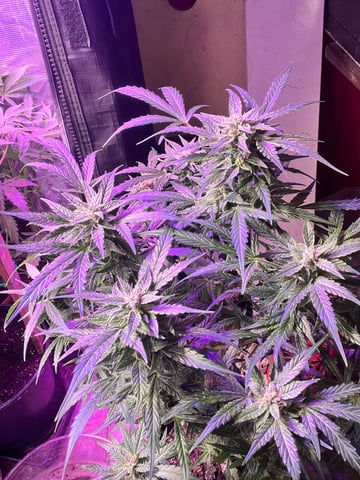 easy bud auto & nothern lights auto — flower, day 63