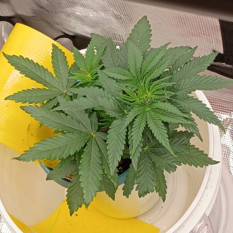 TentPlantLightFan — vegetative, day 35