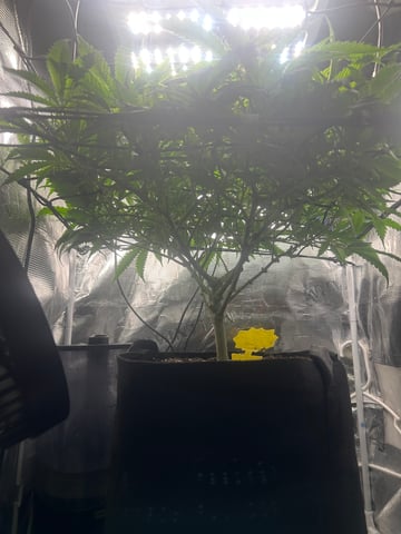 2nd Run — flower, day 76