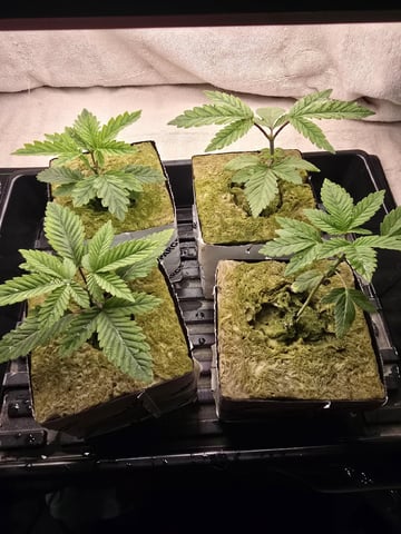 Dr. Sleep — seedling_rooting, day 45