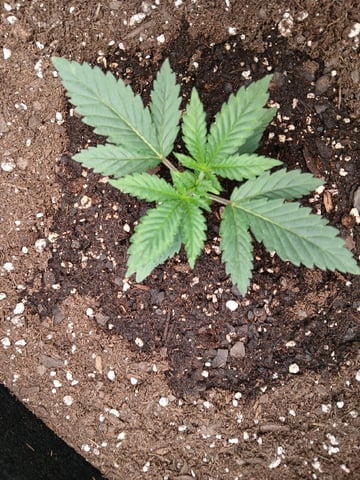 fruity pebbles, cap junky — vegetative, day 26