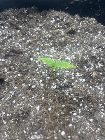 Autoskunk and OG Kush — seedling_rooting, day 8