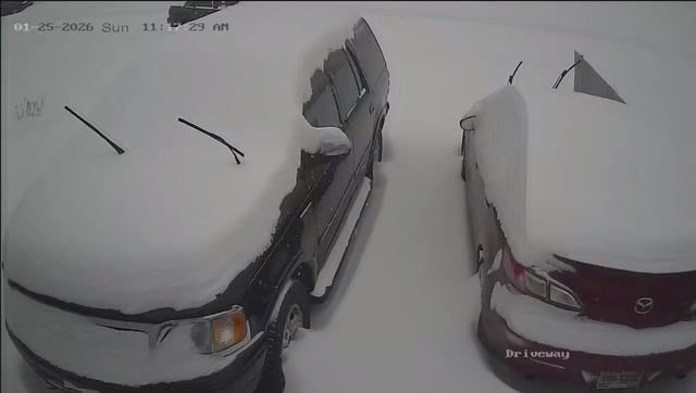 FastBuds Photo-Lemon Mandarin  — vegetative, day 48