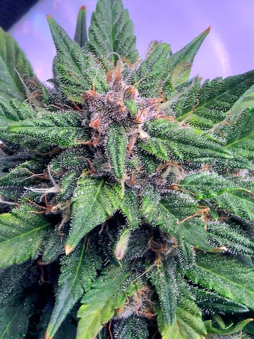 Fast Buds - Purp Lemonade — flower, day 52