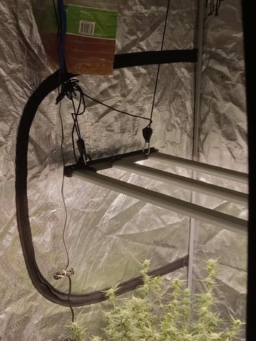 Blueberry critical kush x purple peyote wifi  and one L.a kush cake . — flower, day 55