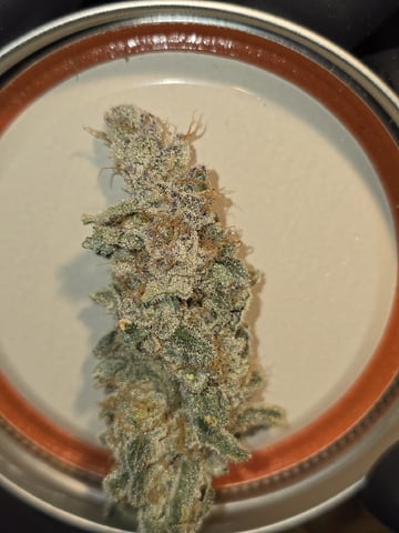 Oceanz 16 — harvest, day 173