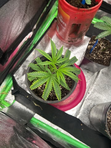 first indoor tent grow — vegetative, day 1