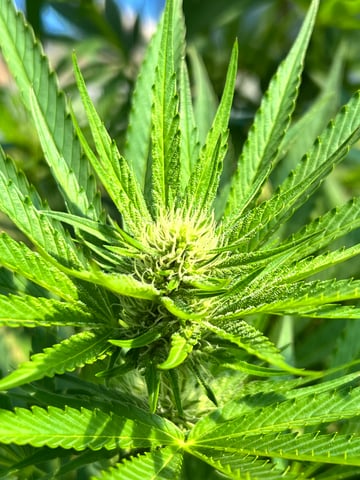 BlackBerry Moonrocks  — flower, day 27