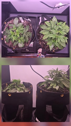 1st Auto Grow (LSD + BrB) - 1st indoor Grow — vegetative, day 24