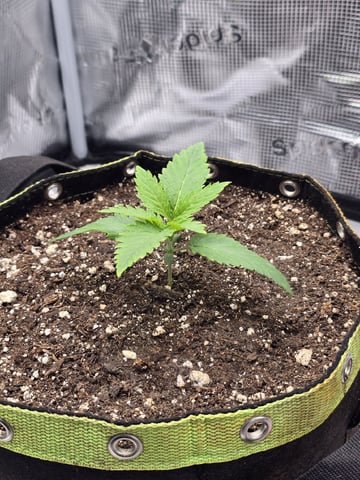 mc nuggets r1 — vegetative, day 11