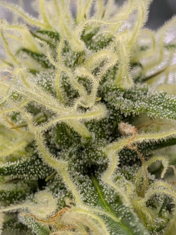 Zkittlez (Auto) — flower, day 80