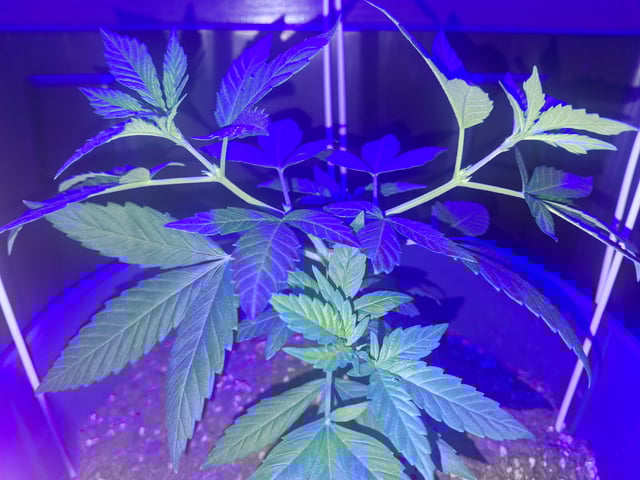 5 Random Seeds in a pot I found in my grinder. — vegetative, day 34