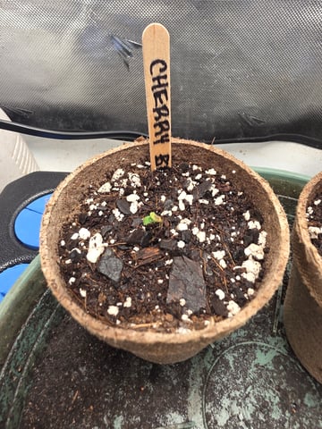 Technically 3rd grow (1st documented) — germination, day 2