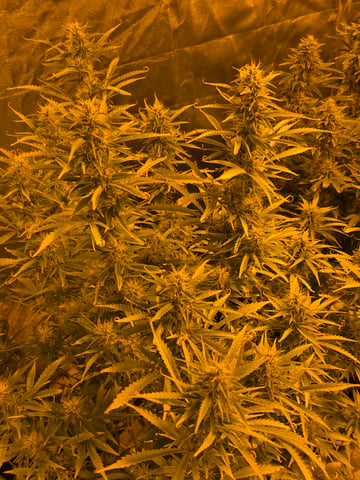 2nd Autoflower Indoor Grow — flower, day 77