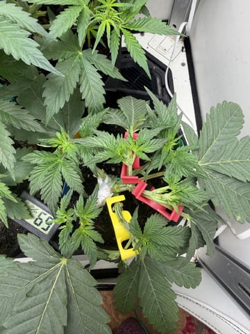 Midsummer Outdoor — vegetative, day 28