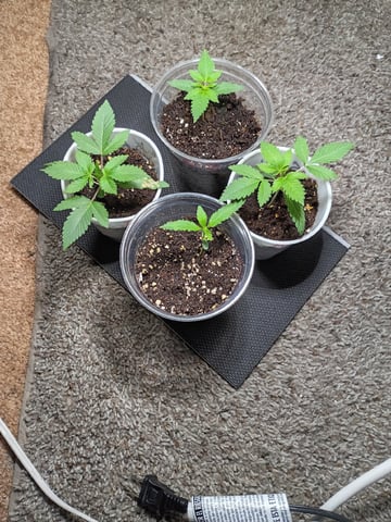 Round Deuce  — vegetative, day 1
