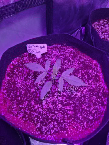 first auto grow — seedling_rooting, day 14