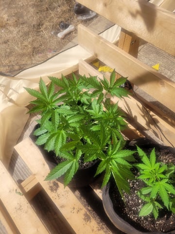 Making Crosses  — vegetative, day 62