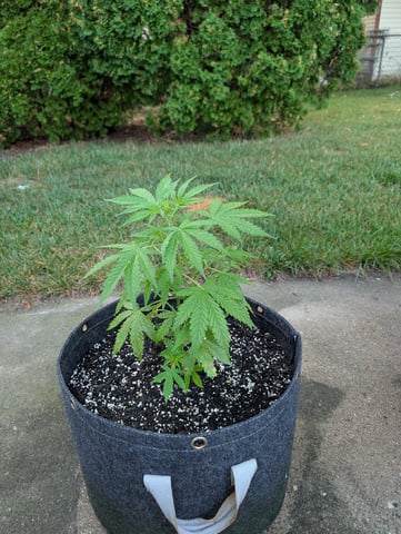 Gorilla Cookies Auto