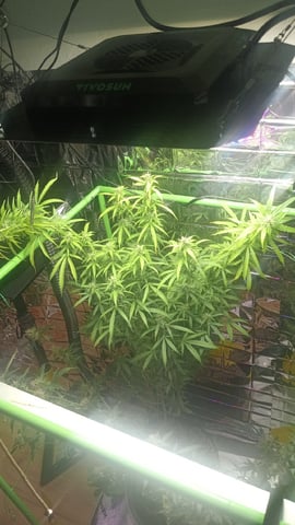 Gelato & Amnesia  — flower, day 89