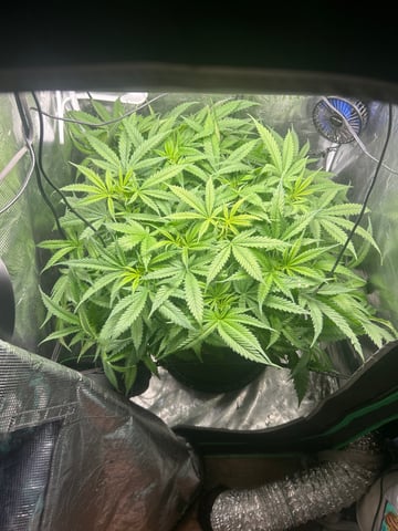 2nd Run — flower, day 83