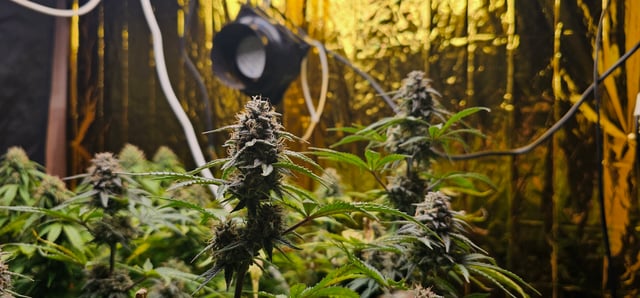 round 2 — flower, day 156